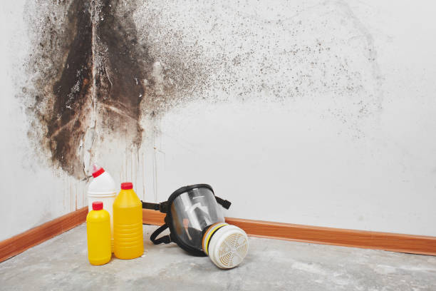 Best Office Mold Removal Services  in Hollins, VA
