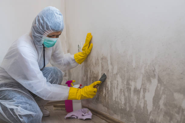 Best Mold Testing  in Hollins, VA
