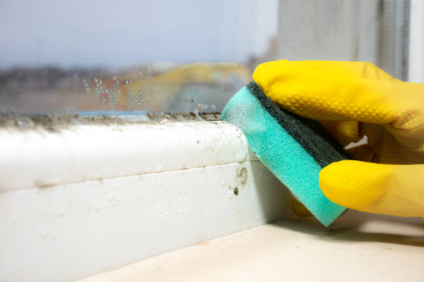 Best Mold Removal Company Near Me  in Hollins, VA