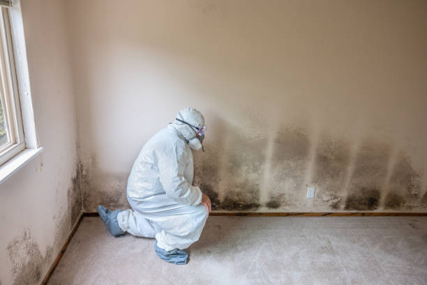 Best Mold Testing  in Hollins, VA
