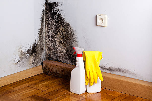 Best Mold Inspection  in Hollins, VA